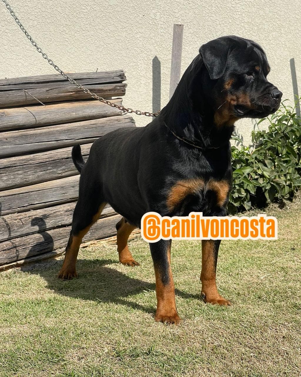 Malu